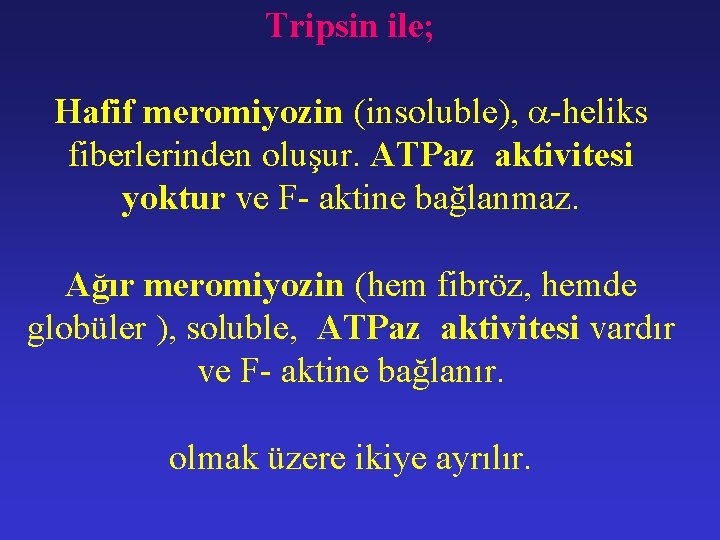 Tripsin ile; Hafif meromiyozin (insoluble), -heliks fiberlerinden oluşur. ATPaz aktivitesi yoktur ve F- aktine