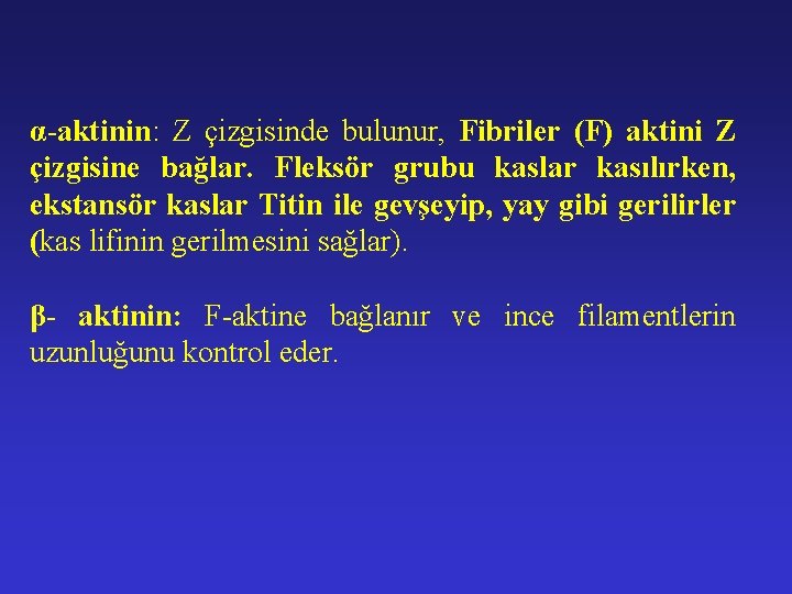 α-aktinin: Z çizgisinde bulunur, Fibriler (F) aktini Z çizgisine bağlar. Fleksör grubu kaslar kasılırken,