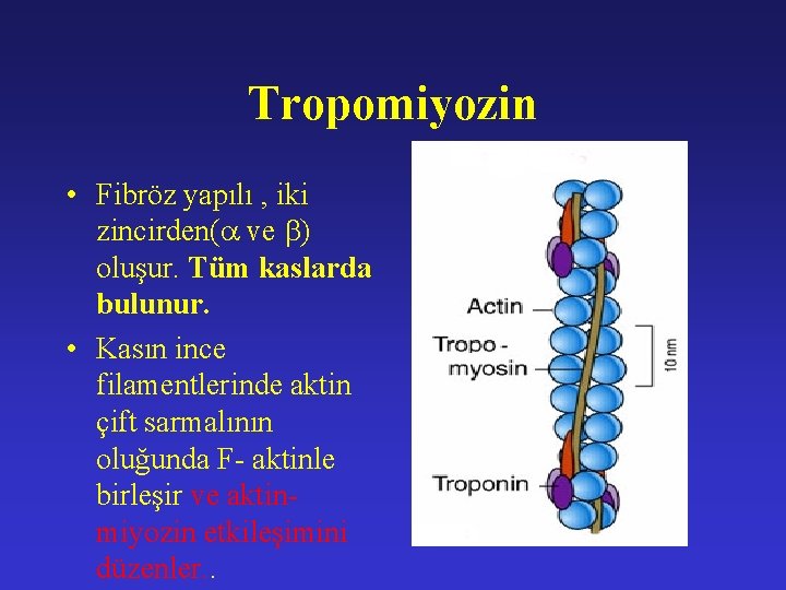 Tropomiyozin • Fibröz yapılı , iki zincirden( ve ) oluşur. Tüm kaslarda bulunur. •