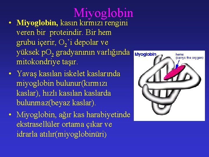 Miyoglobin • Miyoglobin, kasın kırmızı rengini veren bir proteindir. Bir hem grubu içerir, O