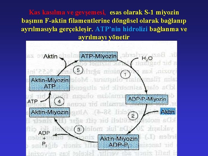 Kas kasılma ve gevşemesi, esas olarak S-1 miyozin başının F-aktin filamentlerine döngüsel olarak bağlanıp