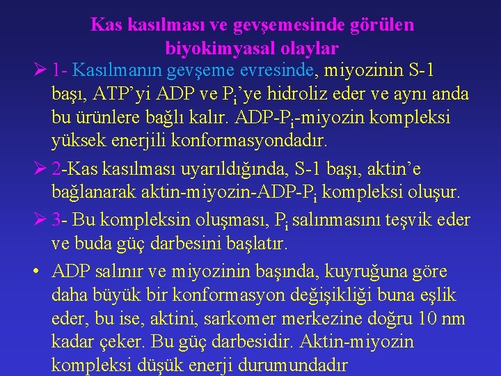 Kas kasılması ve gevşemesinde görülen biyokimyasal olaylar Ø 1 - Kasılmanın gevşeme evresinde, miyozinin