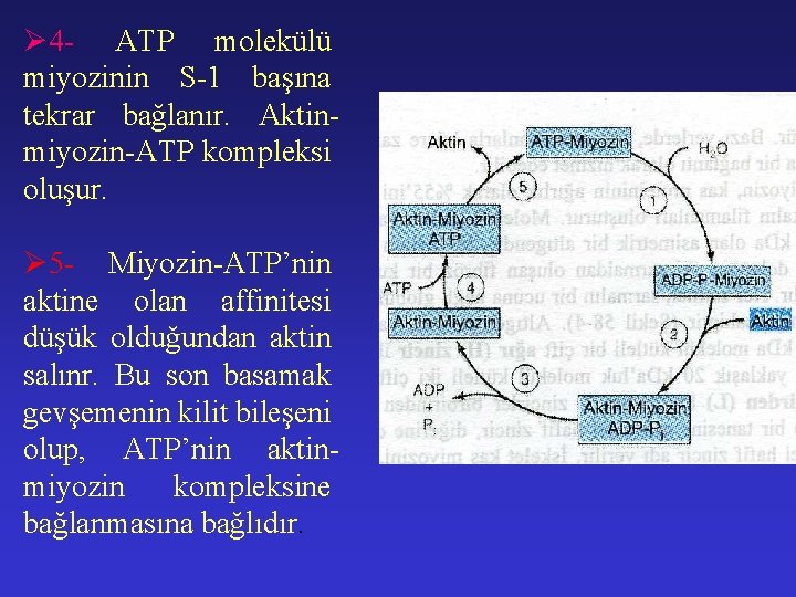 Ø 4 - ATP molekülü miyozinin S-1 başına tekrar bağlanır. Aktinmiyozin-ATP kompleksi oluşur. Ø