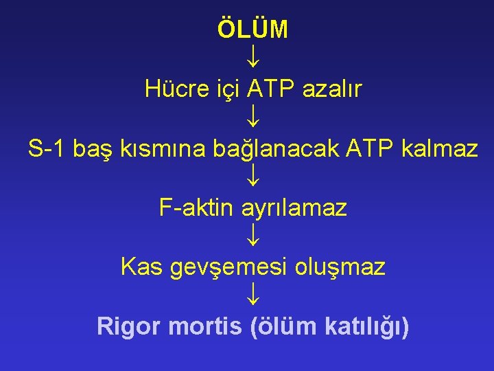 ÖLÜM Hücre içi ATP azalır S-1 baş kısmına bağlanacak ATP kalmaz F-aktin ayrılamaz Kas