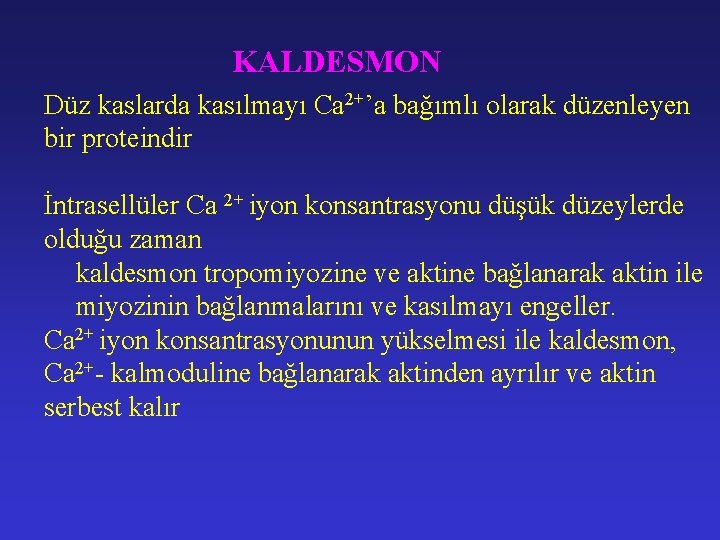 KALDESMON Düz kaslarda kasılmayı Ca 2+’a bağımlı olarak düzenleyen bir proteindir İntrasellüler Ca 2+