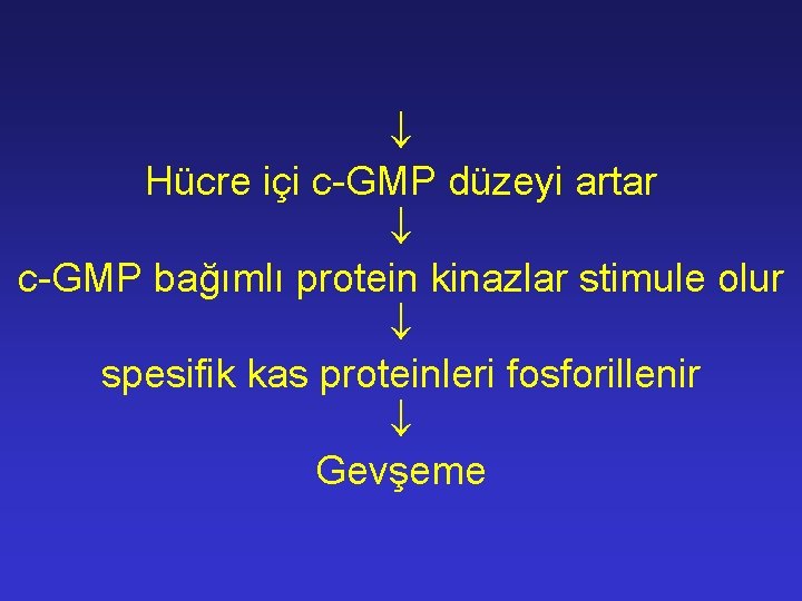  Hücre içi c-GMP düzeyi artar c-GMP bağımlı protein kinazlar stimule olur spesifik kas