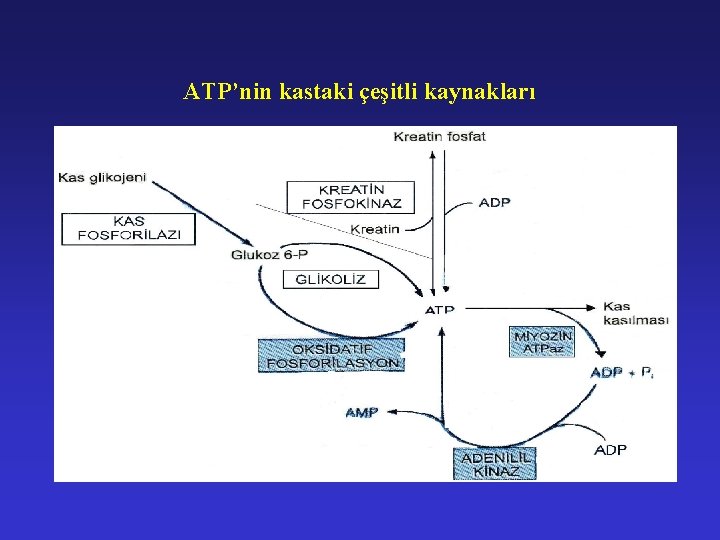  ATP’nin kastaki çeşitli kaynakları 