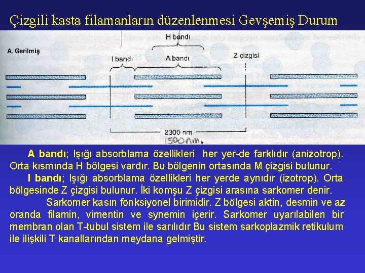 Çizgili kasta filamanların düzenlenmesi Gevşemiş Durum A bandı; Işığı absorblama özellikleri her yer-de farklıdır