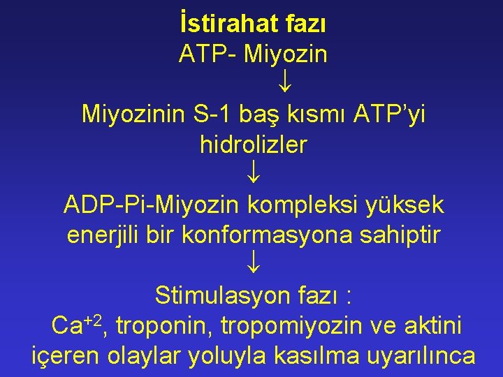 İstirahat fazı ATP- Miyozinin S-1 baş kısmı ATP’yi hidrolizler ADP-Pi-Miyozin kompleksi yüksek enerjili bir