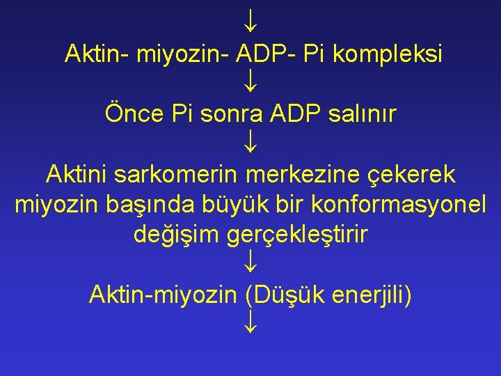 Aktin- miyozin- ADP- Pi kompleksi Önce Pi sonra ADP salınır Aktini sarkomerin merkezine