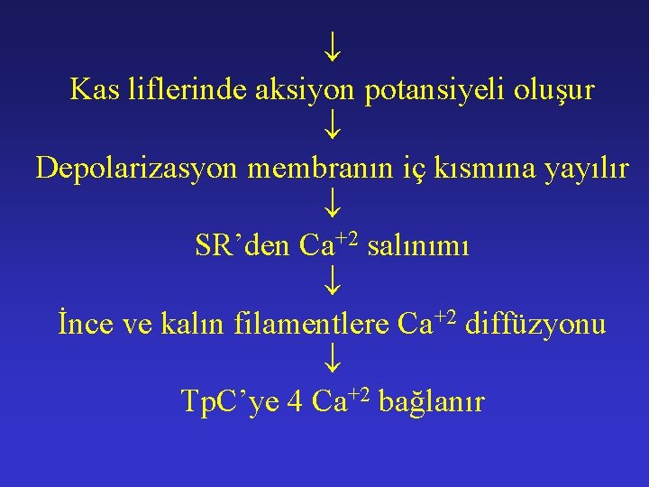  Kas liflerinde aksiyon potansiyeli oluşur Depolarizasyon membranın iç kısmına yayılır SR’den Ca+2 salınımı