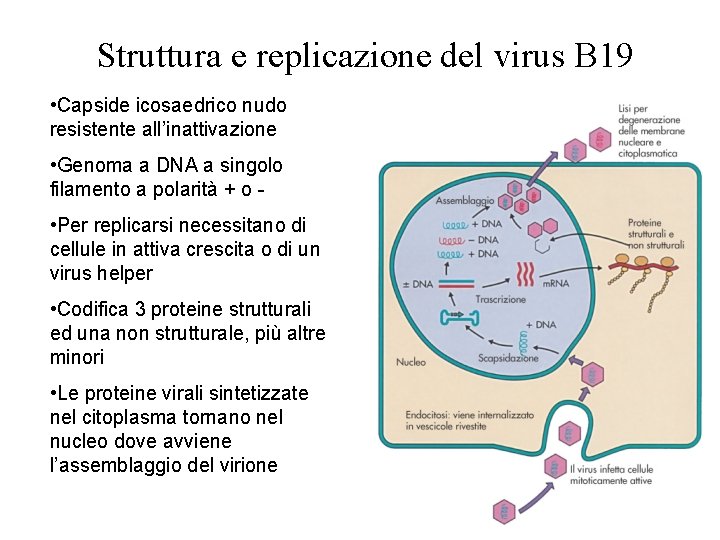 Struttura e replicazione del virus B 19 • Capside icosaedrico nudo resistente all’inattivazione •