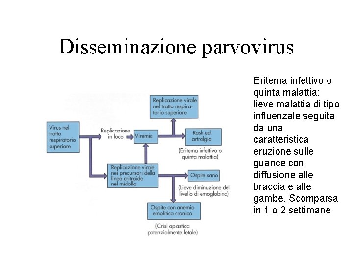 Disseminazione parvovirus Eritema infettivo o quinta malattia: lieve malattia di tipo influenzale seguita da