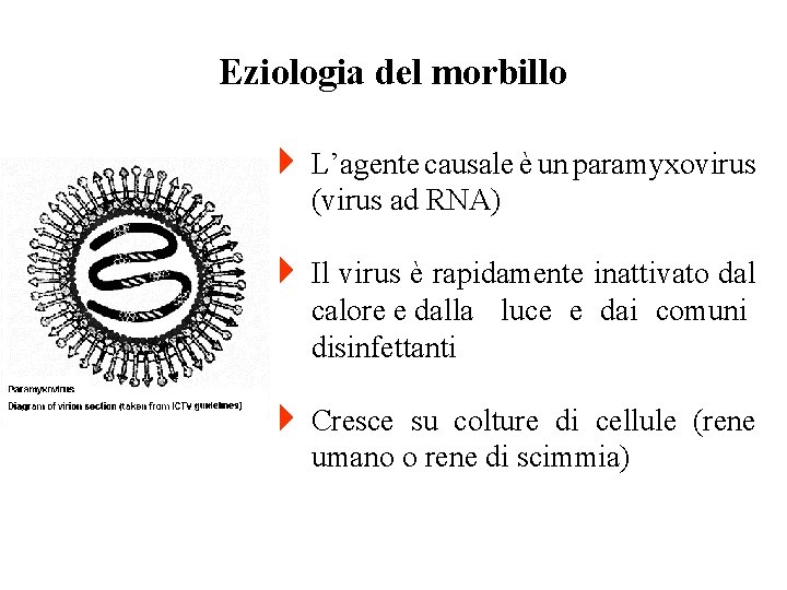 Eziologia del morbillo 4 L’agente causale è un paramyxovirus (virus ad RNA) 4 Il