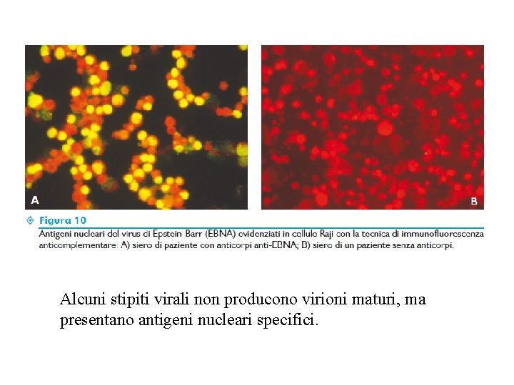 Alcuni stipiti virali non producono virioni maturi, ma presentano antigeni nucleari specifici. 