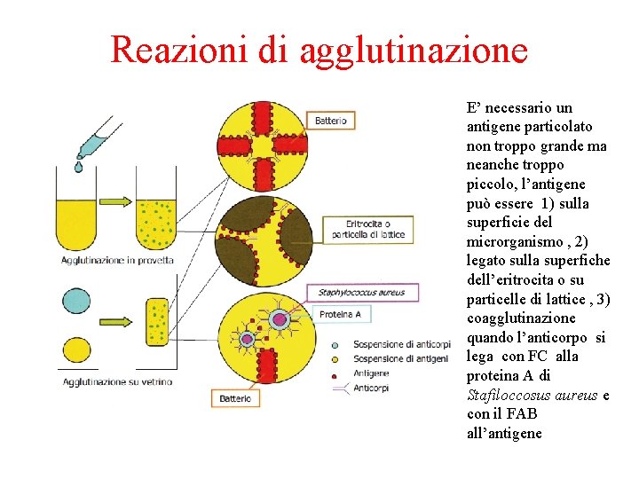 Reazioni di agglutinazione E’ necessario un antigene particolato non troppo grande ma neanche troppo