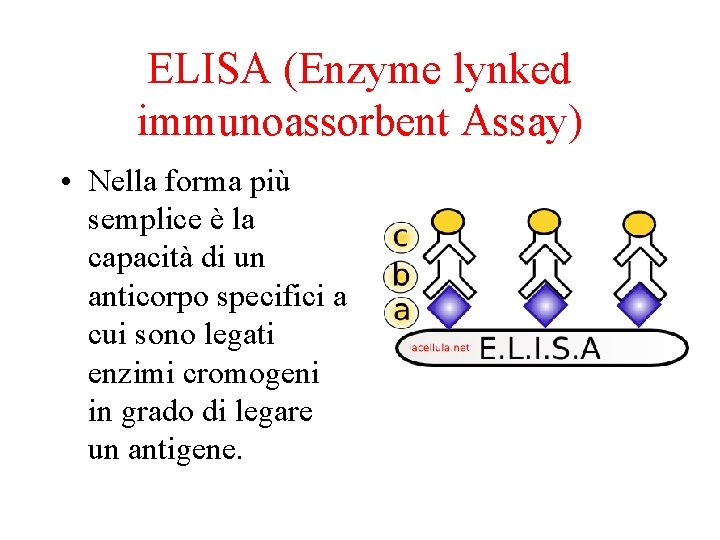 ELISA (Enzyme lynked immunoassorbent Assay) • Nella forma più semplice è la capacità di