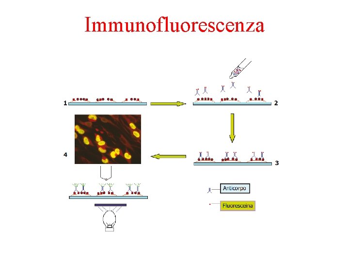 Immunofluorescenza 