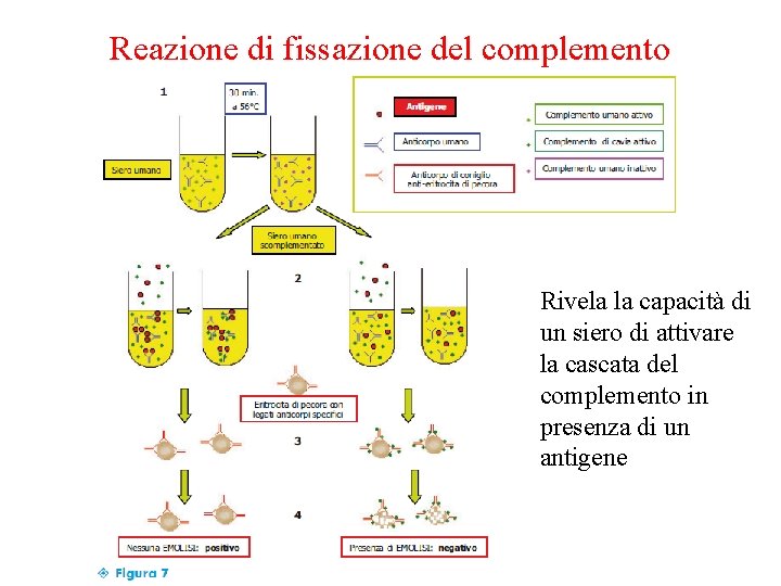 Reazione di fissazione del complemento Rivela la capacità di un siero di attivare la