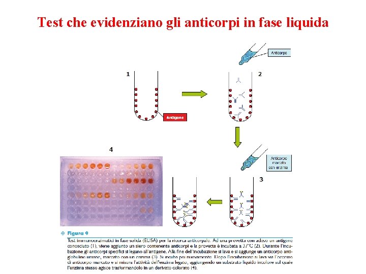 Test che evidenziano gli anticorpi in fase liquida 