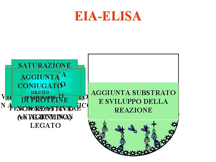 EIA-ELISA SATURAZIONE IN ALCUNI TEST IMMOBILIZZAZ LAVAGGIO CON POZZETTO AGGIUNTA PER RICERCA DI IONE