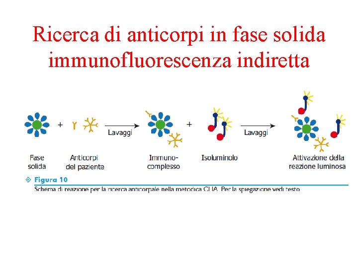 Ricerca di anticorpi in fase solida immunofluorescenza indiretta 