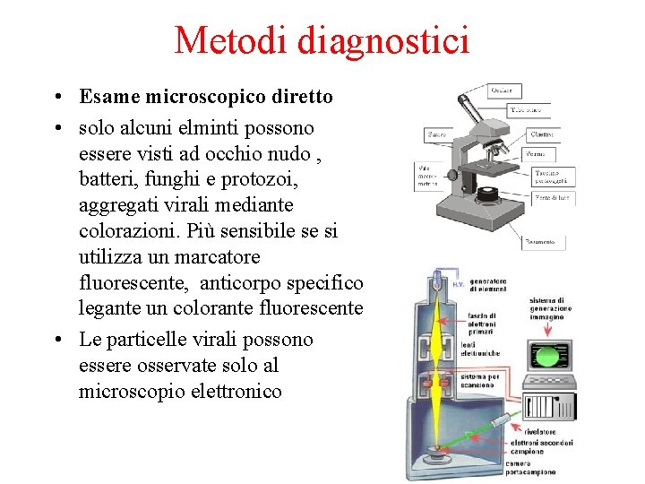 Metodi diagnostici • Esame microscopico diretto • solo alcuni elminti possono essere visti ad