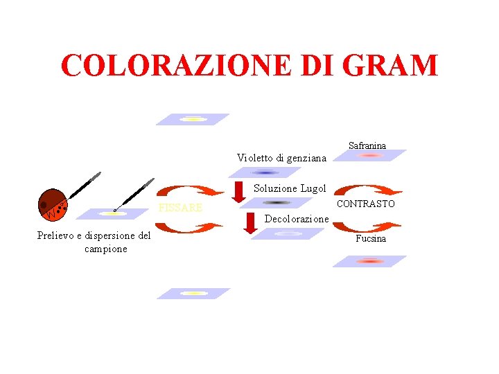 COLORAZIONE DI GRAM Safranina Violetto di genziana Soluzione Lugol FISSARE Prelievo e dispersione del