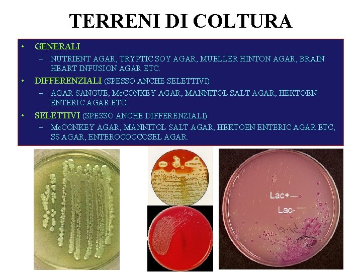 TERRENI DI COLTURA • GENERALI – NUTRIENT AGAR, TRYPTIC SOY AGAR, MUELLER HINTON AGAR,