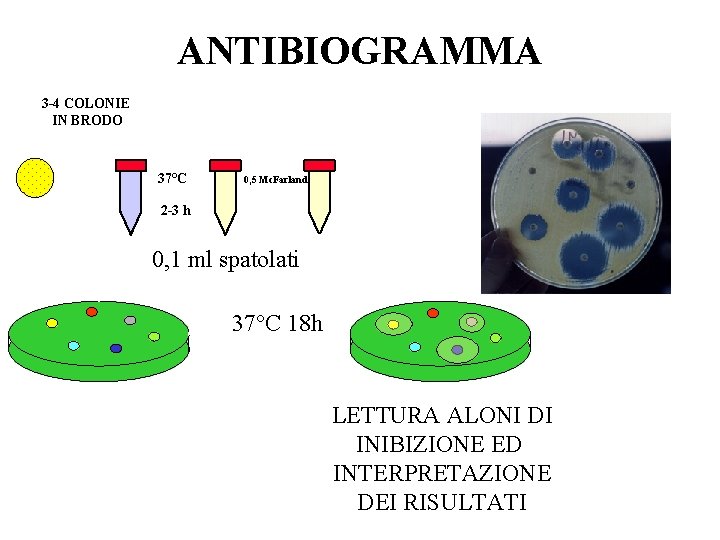 ANTIBIOGRAMMA 3 -4 COLONIE IN BRODO 37°C 0, 5 Mc. Farland 2 -3 h