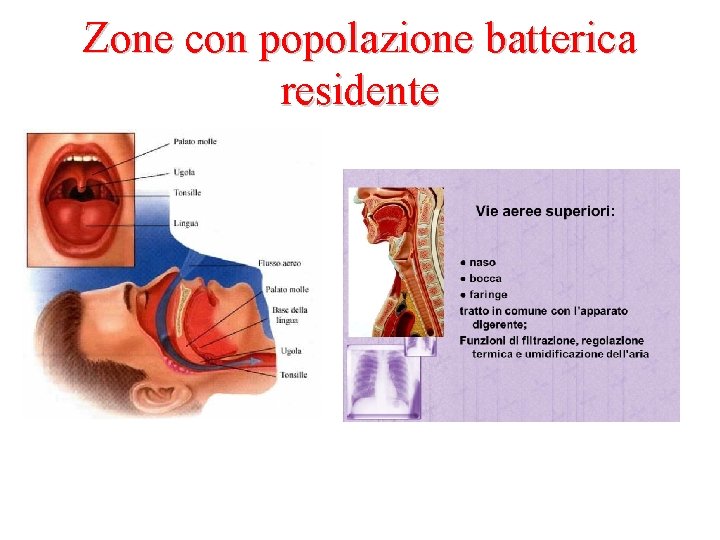 Zone con popolazione batterica residente 