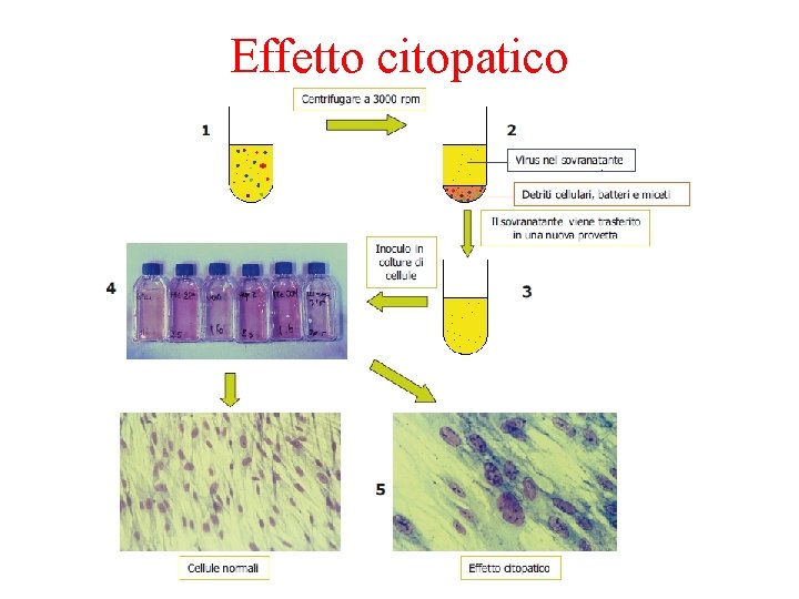 Effetto citopatico 