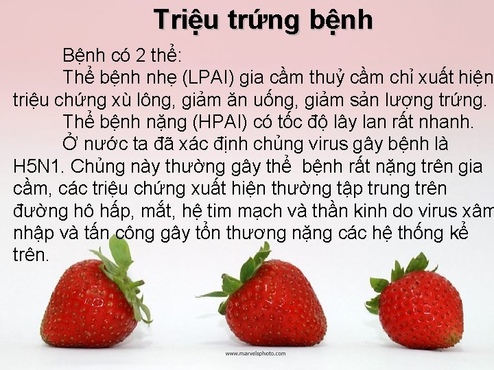 Triệu trứng bệnh Bệnh có 2 thể: Thể bệnh nhẹ (LPAI) gia cầm thuỷ