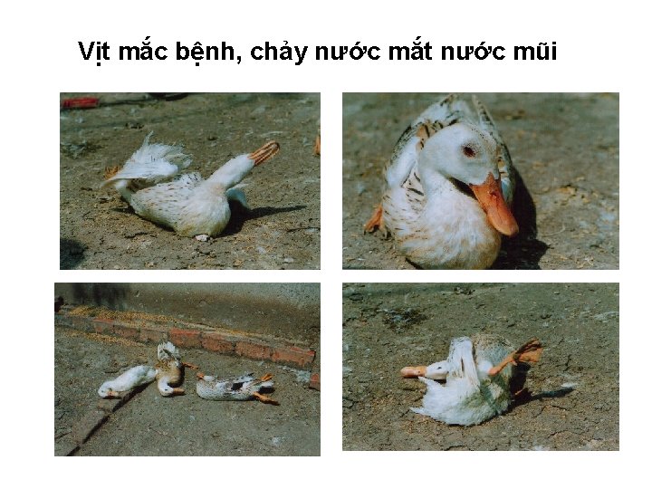 Vịt mắc bệnh, chảy nước mắt nước mũi 