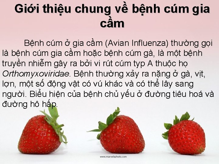 Giới thiệu chung về bệnh cúm gia cầm Bệnh cúm ở gia cầm (Avian