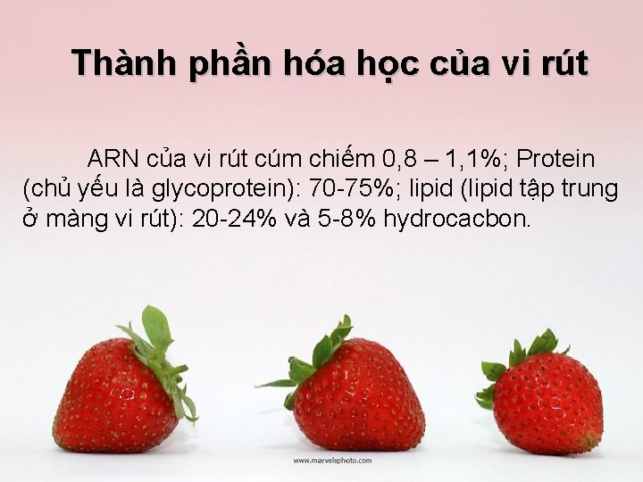 Thành phần hóa học của vi rút ARN của vi rút cúm chiếm 0,