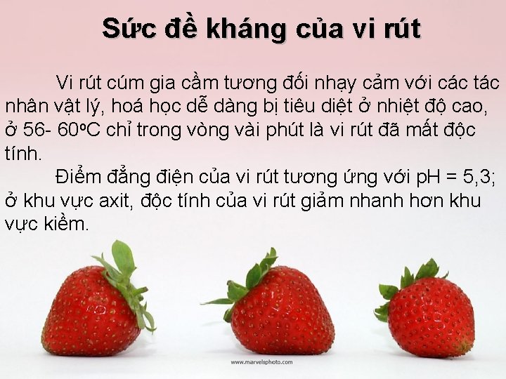 Sức đề kháng của vi rút Vi rút cúm gia cầm tương đối nhạy