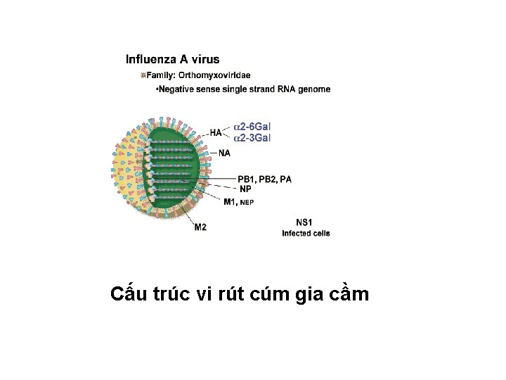 Cấu trúc vi rút cúm gia cầm 