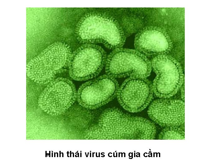 Hình thái virus cúm gia cầm 