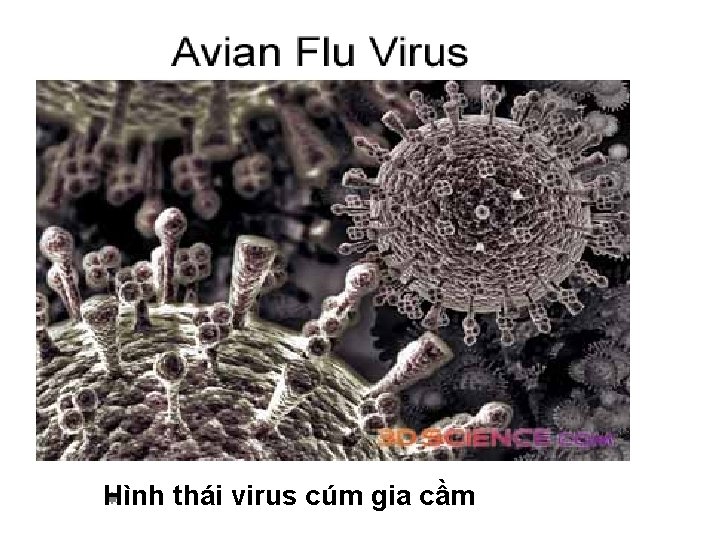 Hình thái virus cúm gia cầm 