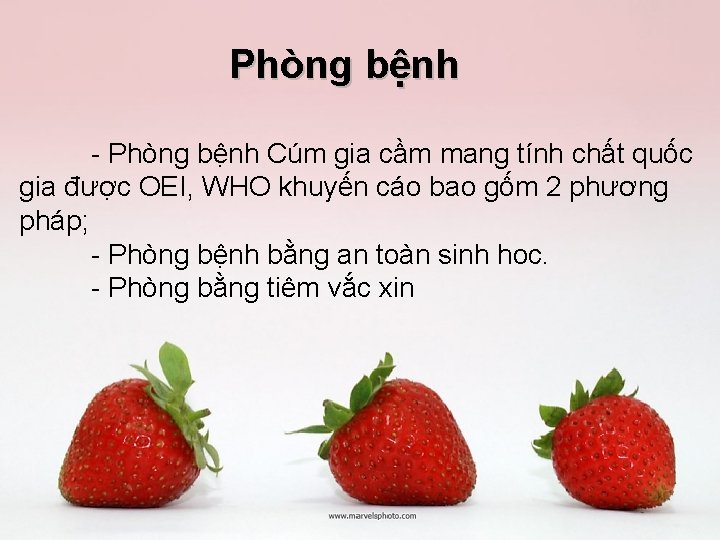 Phòng bệnh Cúm gia cầm mang tính chất quốc gia được OEI, WHO khuyến