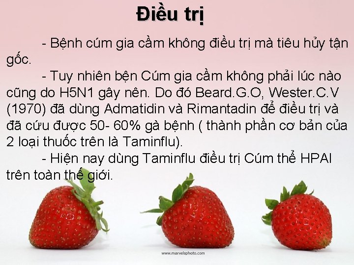 Điều trị Bệnh cúm gia cầm không điều trị mà tiêu hủy tận gốc.