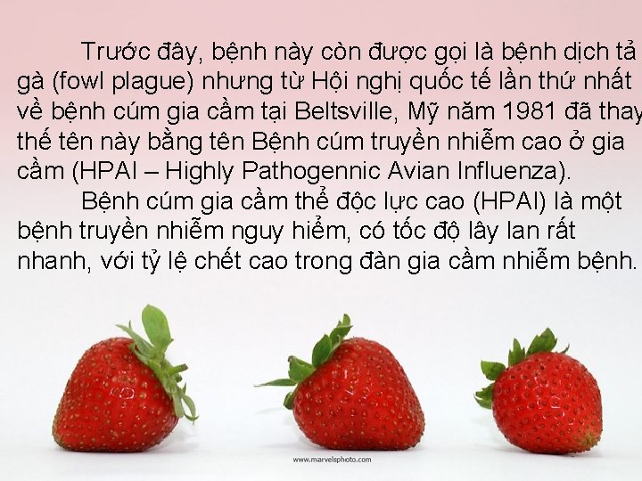 Trước đây, bệnh này còn được gọi là bệnh dịch tả gà (fowl plague)