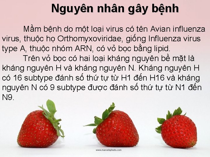 Nguyên nhân gây bệnh Mầm bệnh do một loại virus có tên Avian influenza