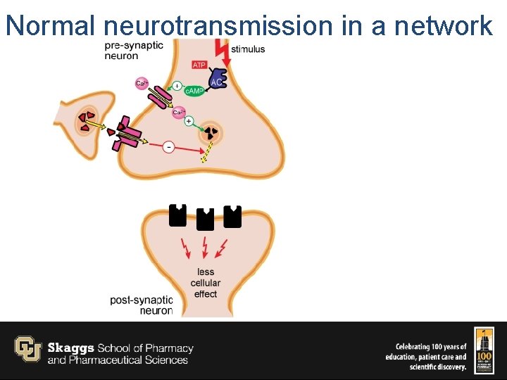 Normal neurotransmission in a network 