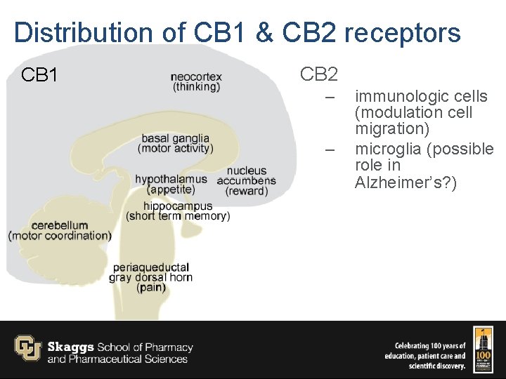 Distribution of CB 1 & CB 2 receptors CB 1 CB 2 – –