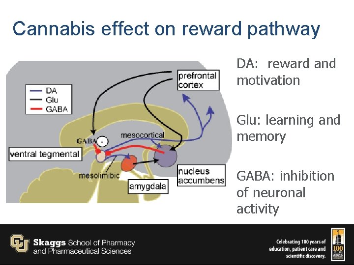 Cannabis effect on reward pathway DA: reward and motivation Glu: learning and memory GABA: