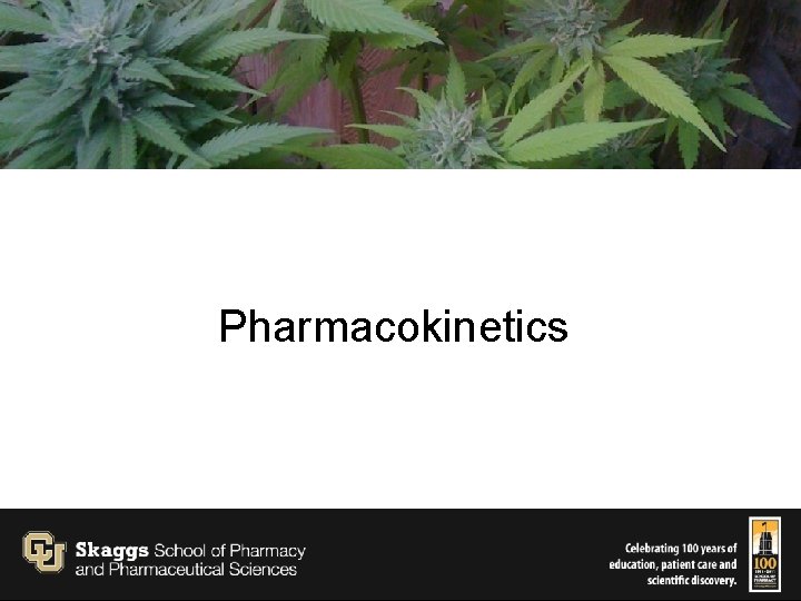 Pharmacokinetics 