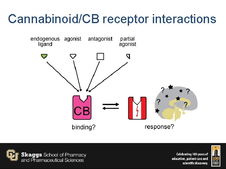 Cannabinoid/CB receptor interactions 