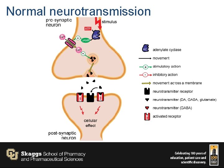 Normal neurotransmission 